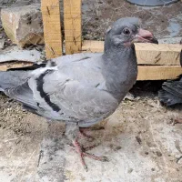 فروش 2 عدد کبود