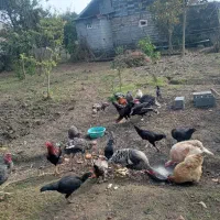 خروس محلی و بوقلمون|حیوانات مزرعه|رودبنه, |دیوار