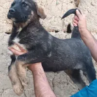 یه جفت توله عراقی نرو ماده