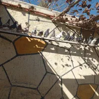 کفتر انگلیسی درجه یک