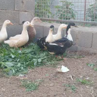 اردک|حیوانات مزرعه|ابریشم, |دیوار