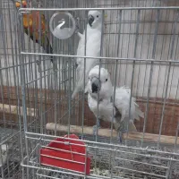 کاکادو جفت