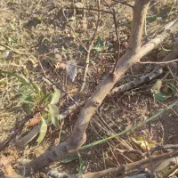 نهال بادام مامایی