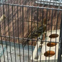 چند گلبسر نر حلقه پا درشت و کشیده بخون دهن سهره|پرنده|الیگودرز, |دیوار