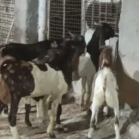 نر بز پاکستانی شرطی|حیوانات مزرعه|شوشتر, |دیوار