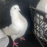 کبوتر طوقی و ..