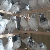 ۹۰طوق کفتر پرشی گلچین|پرنده|اسلام‌شهر, شاطره|دیوار