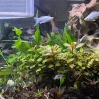 ماهی های اکواریمی و به همراه گیاه