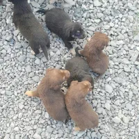 سگ پاه کوتاه|سگ|لاهیجان, بازکیاگوراب|دیوار