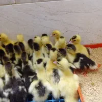 جوجه وجوجهاردک مسکویی وجوجه اردک محلی