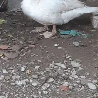 اردک اسرائیلی|حیوانات مزرعه|گنبد کاووس, |دیوار