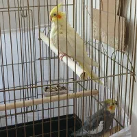 عروس هلندی
