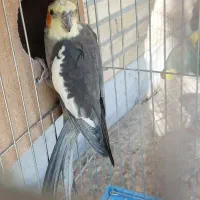 عروس هلندی|پرنده|فولادشهر, A4|دیوار