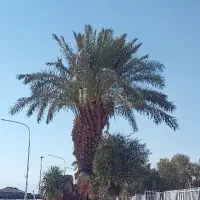 فلش ۳۲ گیگ  فقط معاوضه با یه جفت کبوتر