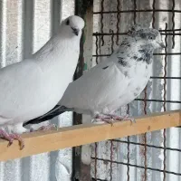 کفتر|پرنده|تهران, بلورسازی|دیوار