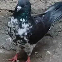 کبوتر