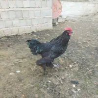 خروس مرندی|حیوانات مزرعه|شیرگاه, |دیوار