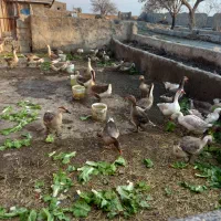 فروش غاز و قوغاز محلی|حیوانات مزرعه|آبیک, |دیوار