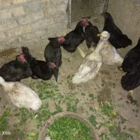 تعدادی مرغو مشکی و اردک سفید