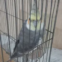 عروس هلندی بالغ|پرنده|فردیس, شهرک وحدت|دیوار