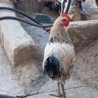 مرغ کوردی 7ماهه