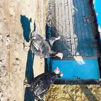 بوقلمون درجه یک|حیوانات مزرعه|سر آسیاب یوسفی, |دیوار