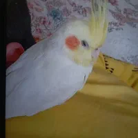 پرنده