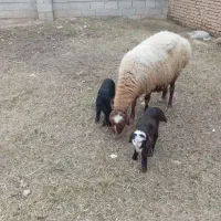 ۲۰عدد گوسفند بره دار دانه ای ۴۰میلیون