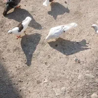 کبوتر گم شده|پرنده|محمدشهر, محمدشهر|دیوار