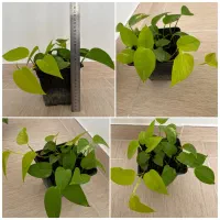 انواع گل و گیاه خاص|گل و گیاه طبیعی|مراغه, |دیوار