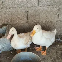 اردک