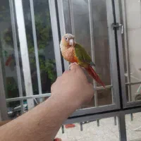 گرینچیک آناناسی دبل رد بالغ سخنگو واهلی ۱۴ماهه