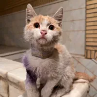 نگه داری از بچه گربه