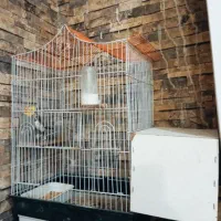 عروس هلندی|پرنده|مشهد, ایثارگران|دیوار