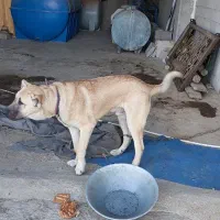 توله سراب ۷ماهه|سگ|شهریار, بکه|دیوار