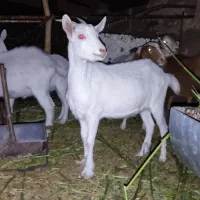 کولار سانن|حیوانات مزرعه|بیرجند, |دیوار