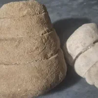فسیل ملیون ساله