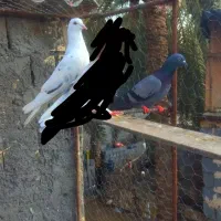 کبوتر هم پرشی|پرنده|میناب, |دیوار