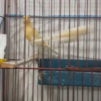 قناری نر ماده آماده|پرنده|پارسآباد, |دیوار