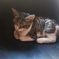 واگذاری بچه گربه