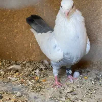 کبوتر کفتر|پرنده|شیراز, گل سرخ|دیوار