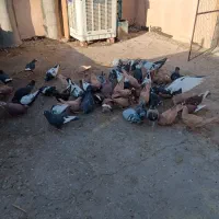 ۵۰ عدد کبوتر