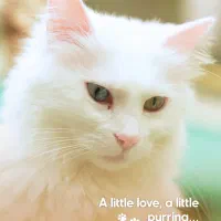 تور ریلی وان|تور و چارتر|تهران, هلال احمر|دیوار