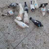 کبوتر پرشی تهرانی و مسافتی تعداد ۱۰تا|پرنده|اسلام‌شهر, شهرک مفیدی|دیوار