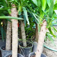 گل یوگا بونسای|گل و گیاه طبیعی|رشت, پارک شهر|دیوار