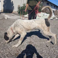 سگ البای نر|سگ|گنبد کاووس, |دیوار