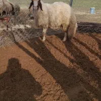 قوچ ،شیشک سنجابی اصیل گوسفند ،گاو|حیوانات مزرعه|ماهیدشت, |دیوار