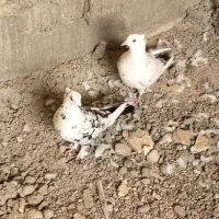 جفت کبوتر گلی|پرنده|مهر, |دیوار