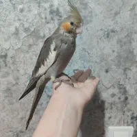جوجه عروس هلندی سرلاکی