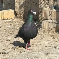 سیا پلاکی نر ماده بزک پلاکی